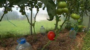 ПЕРВЫЕ ТОМАТЫ 2023. Какие сорта созревают раньше.