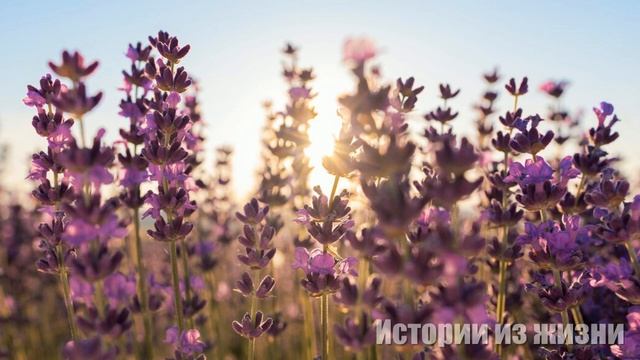 "Я знаю, что ты женат! Зачем я тебе? Хочешь крутить два романа одновременно? - выпалила Лера смотреть онлайн
