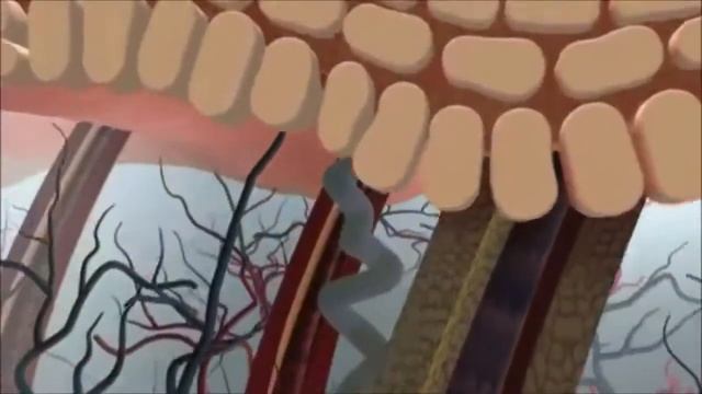 Тері құрылысы.8 сынып смотреть онлайн