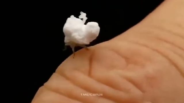 нимфа) смотреть онлайн