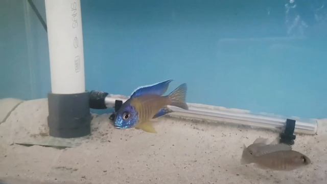 Aulonocara Stuartgranti Blue neon Undu Reef смотреть онлайн