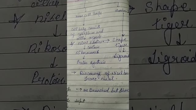 nerve cell body explanation смотреть онлайн