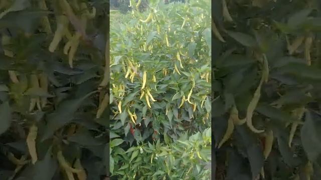 FOSFOR VE POTASYUM GÜBRESİNİ UYGULAYINCA VERİM 100/300 KATLADI смотреть онлайн