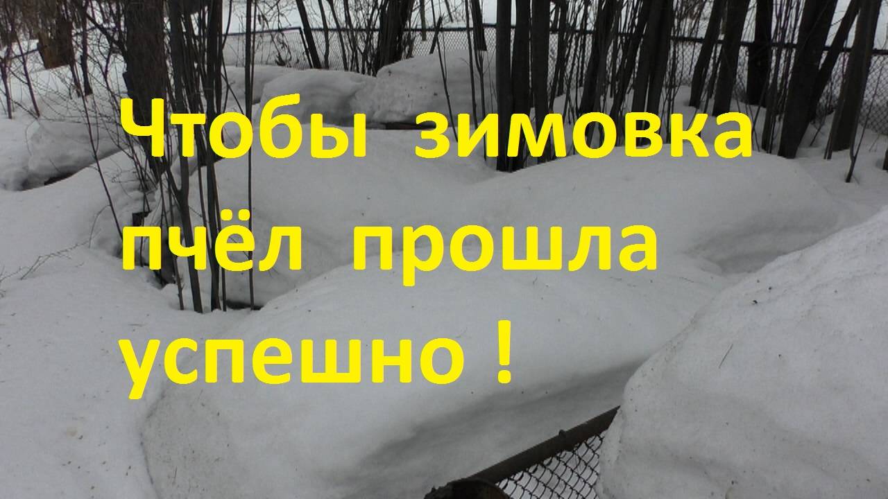 Чтобы зимовка пчел прошла успешно смотреть онлайн