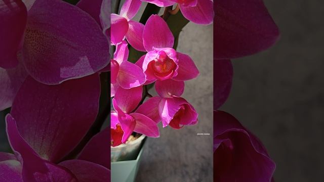 Phal. FlashDance peloric 🌷 Домашнее цветение красивого голландского пелора орхидеи Флешдэнс 💖 смотреть онлайн