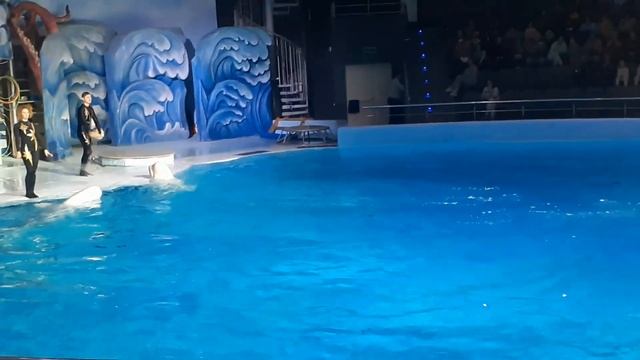 Шоу с морскими млекопитающими смотреть онлайн