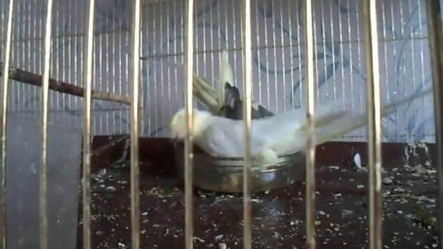 Кореллы поделить не могут миску для купания смотреть онлайн