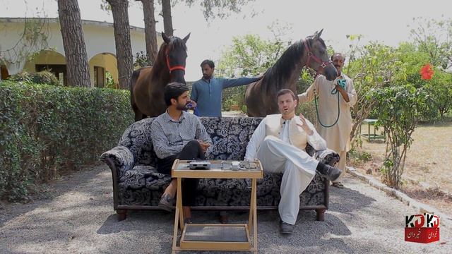 How we can import horses in Pakistan | RSS stud farm Beautiful Arabian , spanish horse | informatio смотреть онлайн