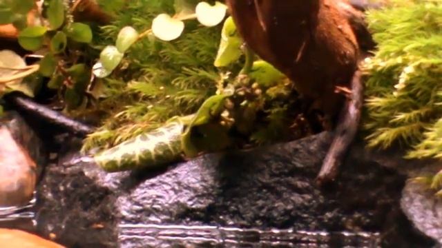 Biotop tank for Betta macrostoma смотреть онлайн