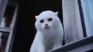 КОТЫ РУГАЮТСЯ МАТОМ КАК САПОЖНИКИ !!!!!!!!