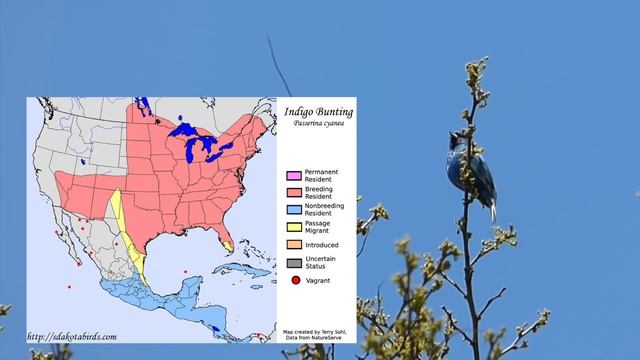 ID Tips: Blue Grosbeak vs. Indigo Bunting смотреть онлайн