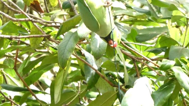 Terry Mulrooney,s nature,s window(1) смотреть онлайн