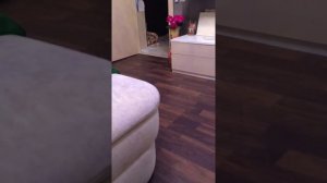 померанский шпиц злиться