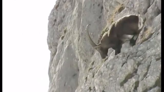 Ibex in Gilgit | Breeding season смотреть онлайн