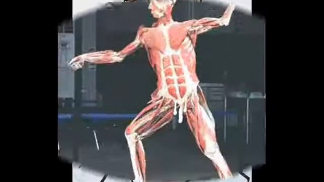 прикольная анатомия.wmv смотреть онлайн