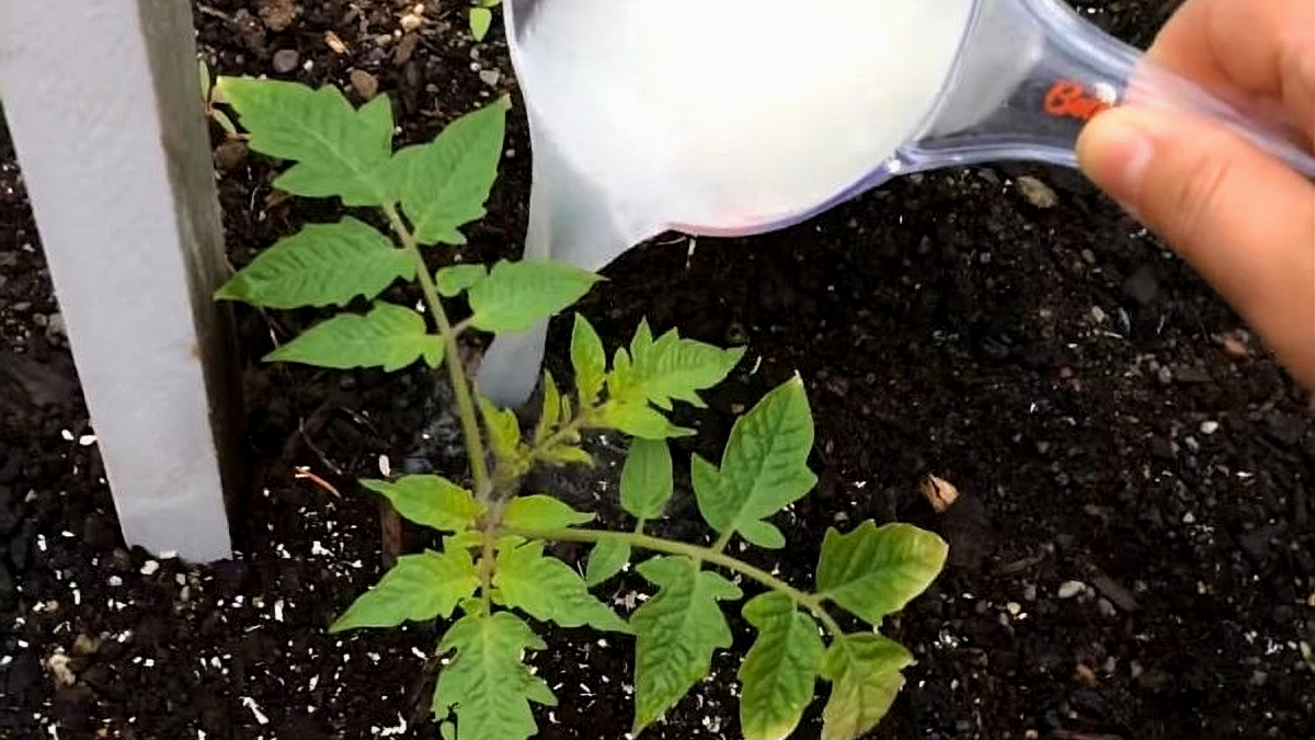 Как подкормить растения дрожжевой подкормкой. Пропорции дрожжевой настойки смотреть онлайн