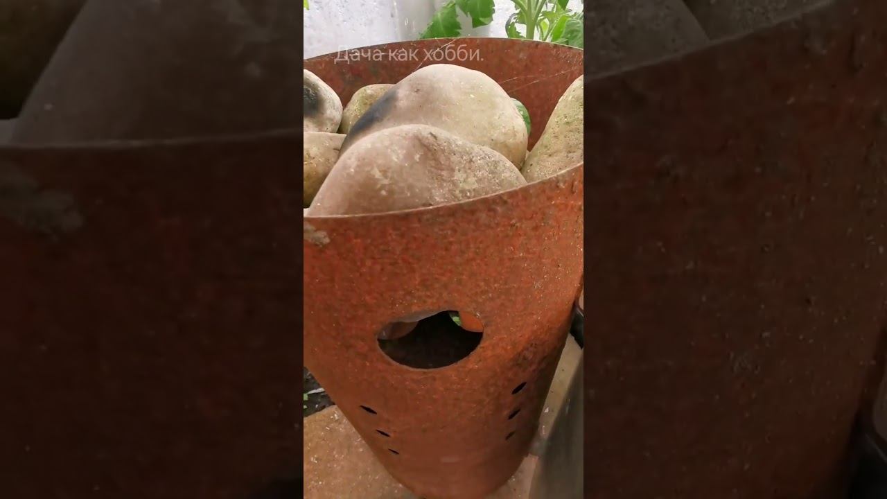 После заморозков. Дача как хобби. смотреть онлайн