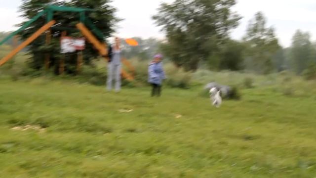 31.08.14 "Летающий пес Husse" смотреть онлайн