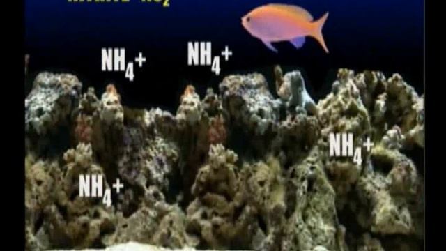 Nitrogen cycle смотреть онлайн