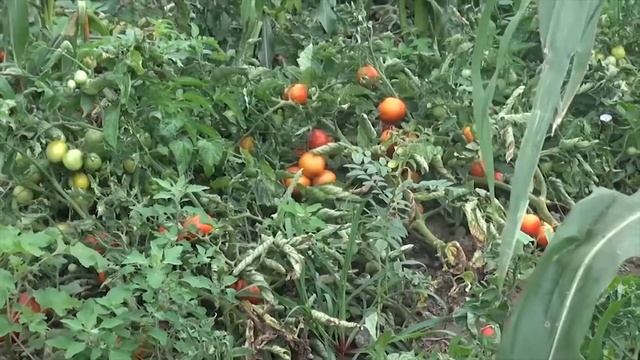 Дагестанские сельхозкооперативы поддержат грантами смотреть онлайн