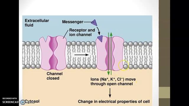 Ligand Gated Ion Channel Receptor