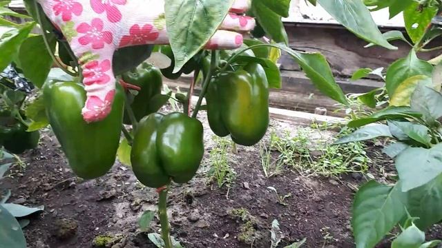 Знакомьтесь, перцы, которые я обожаю. смотреть онлайн