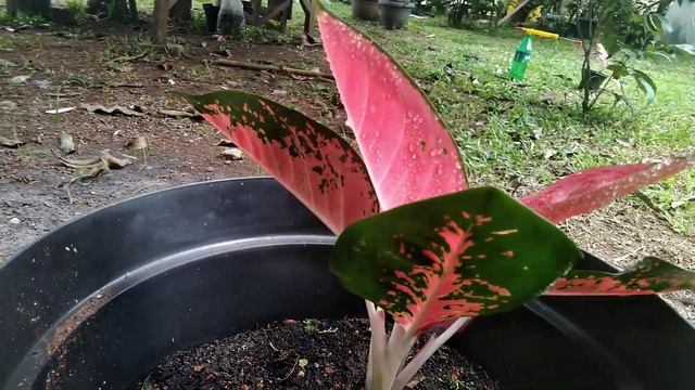 🌼🌻🌸 jenis Merah Darah Aglonema , Aglaonema , sri rezeki , chinese evergreen смотреть онлайн