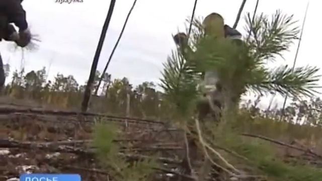 80% вырубленных и сгоревших за последний год лесов восстановят в Иркутской области смотреть онлайн
