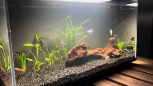 аквариум xiaomi mijia smart fish tank myg100. 4 месяца, все плохо? Финал