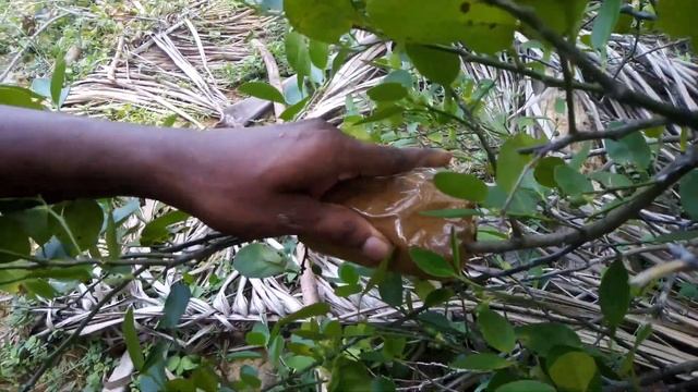 How To Air Layering Lemon Tree Tutorial New Method! Air Layering Propagation with Water смотреть онлайн