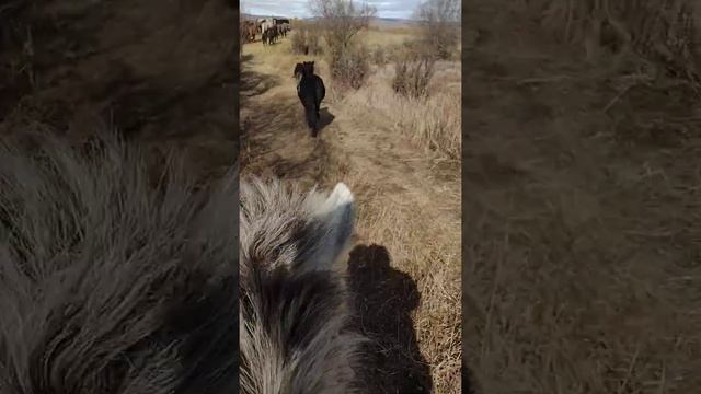чылгы смотреть онлайн