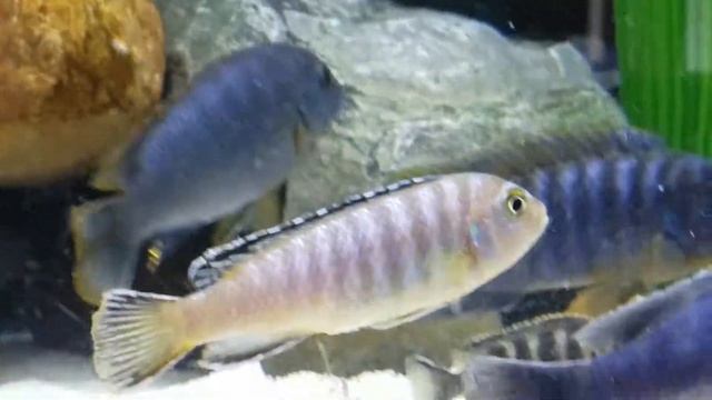 Ready for spawning "look egg" ( Elongatus Ornatus) смотреть онлайн