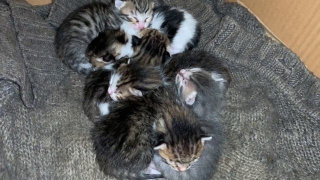 Hungry baby kittens are waiting for mother cat смотреть онлайн