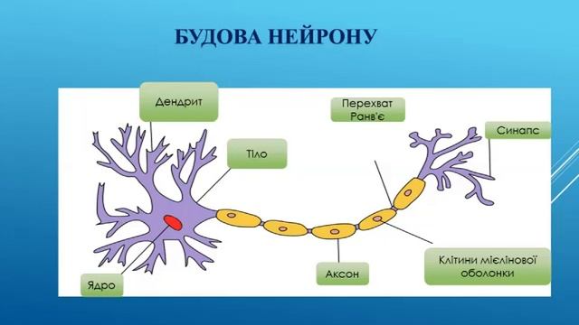 Нейрони. Рефлекторна дуга. смотреть онлайн