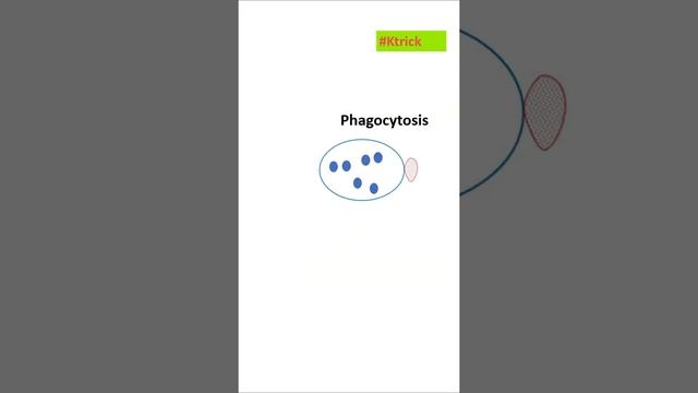 (Short Ktrick) Main Phagocytic Cells I NEET I Dr Kunal Tatte (KT) смотреть онлайн