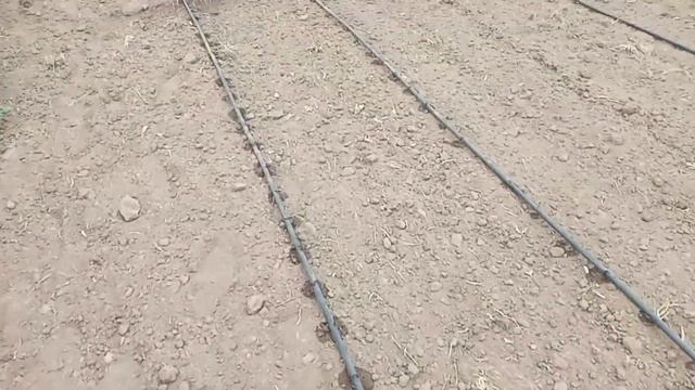 Положи Капельную Ленту под Помидоры 17 июня Херсонская область смотреть онлайн