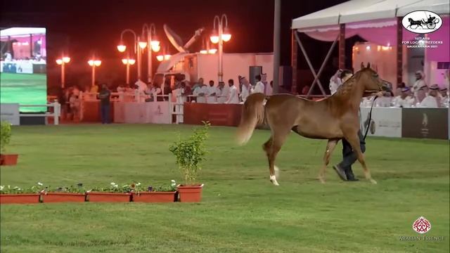 N 131 NAJD ALSULTANH 10th Arabian Horse Show for local Breeders in Saudi Arabia 2021 Yearling F смотреть онлайн
