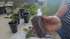 Черенкование георгин - необычный способ размножения.