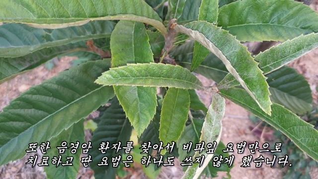 위암과 췌장암 치료에 활용되는 놀라운 약초 смотреть онлайн