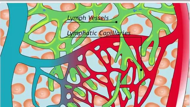 CBSE Class 10 Science, Life Processes -4, Transportation in Animals смотреть онлайн