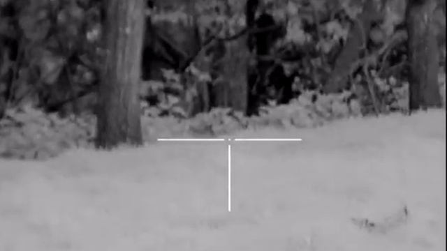 Pulsar Pictures 550 Shooting Rabbits