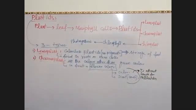 Mitochondria, chloroplast and Nucleus смотреть онлайн