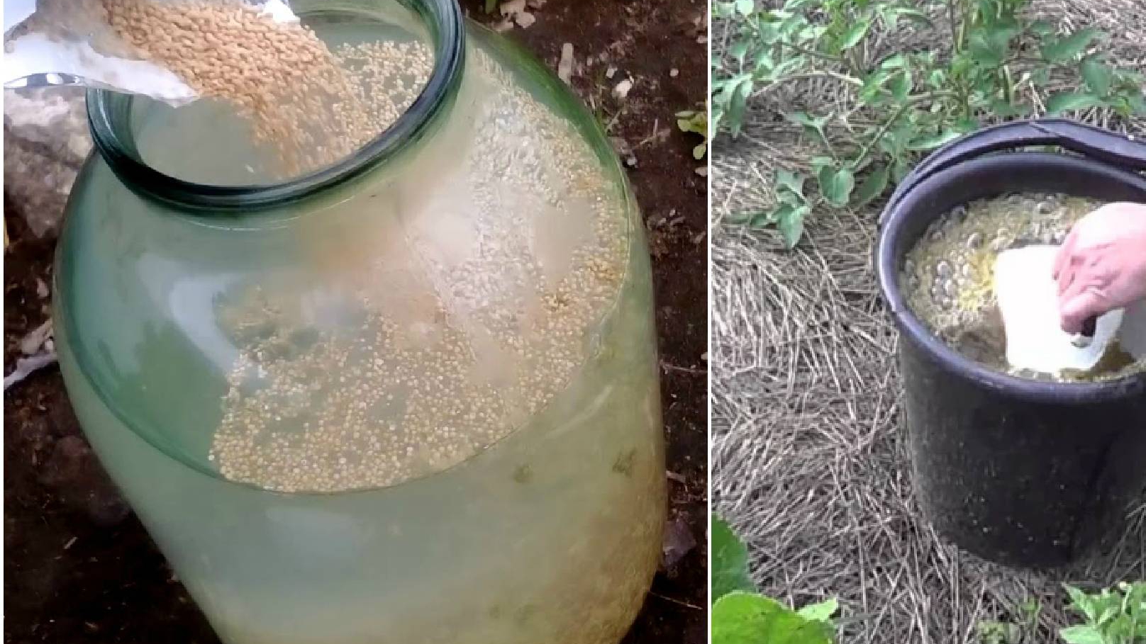 УДОБРЕНИЕ ДЛЯ ТОМАТОВ,ОГУРЦОВ,ПЕРЦА И ВСЕХ ОВОЩЕЙ_ДРОЖЖЕВАЯ НАСТОЙКА! смотреть онлайн