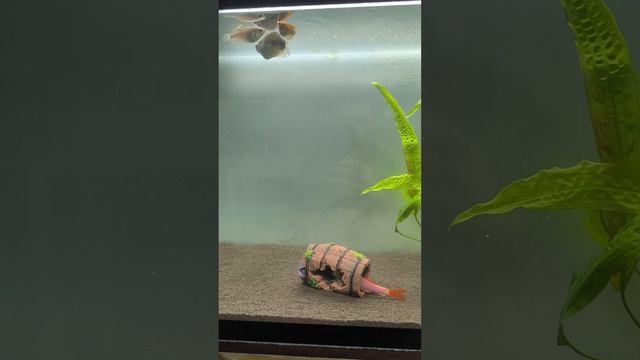 гурами смотреть онлайн