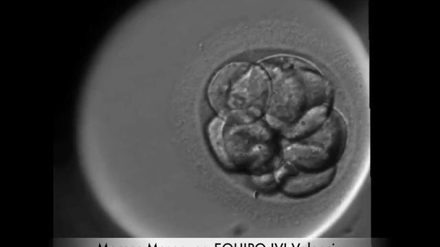Embryo Development video смотреть онлайн