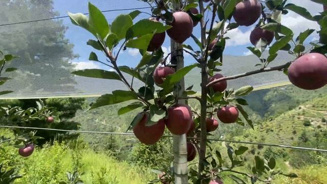Harvest of King Roat & Dark Baron Gala on M9 Rootstock in Himachal,High Density Plants,Apple Orchar смотреть онлайн