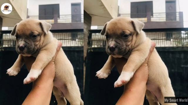 Faaadu quality ❌No over price❌ | tri color American bully puppies & adult dog for sale смотреть онлайн