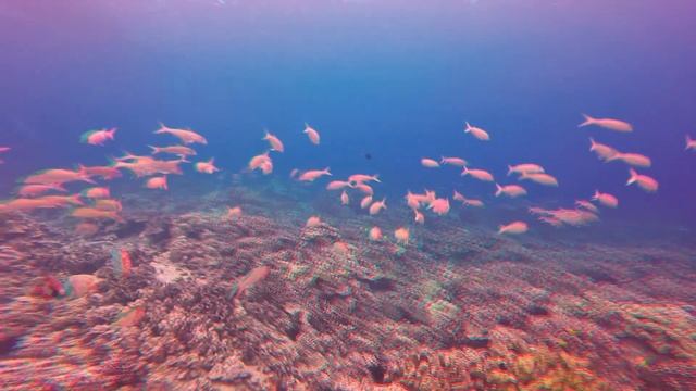 Schools of fish in 3D December '16 смотреть онлайн