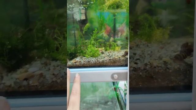 Неокардинки!) Приехали креветульки с материка) смотреть онлайн
