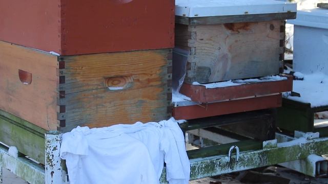 Applying Oxalic Acid to Wintering Bee Colonies смотреть онлайн